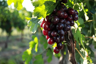 Photo of Fresh ripe juicy grapes growing on branch outdoors, closeup