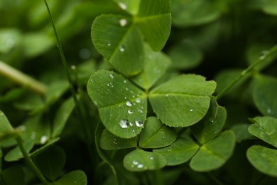 Photo of Beautiful green clover leaves with water drops, closeup