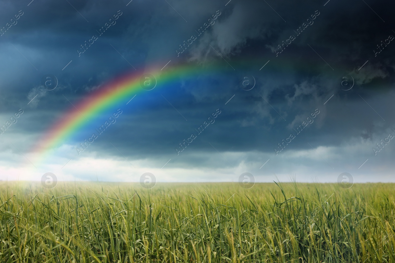 Image of Amazing rainbow over wheat field under stormy sky