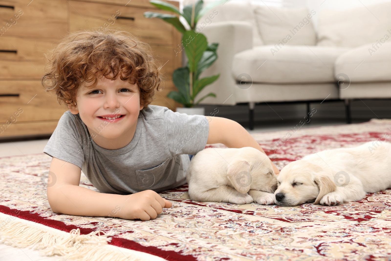 Photo of Little boy with cute puppies on carpet at home