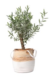 Photo of Beautiful young potted olive tree isolated on white