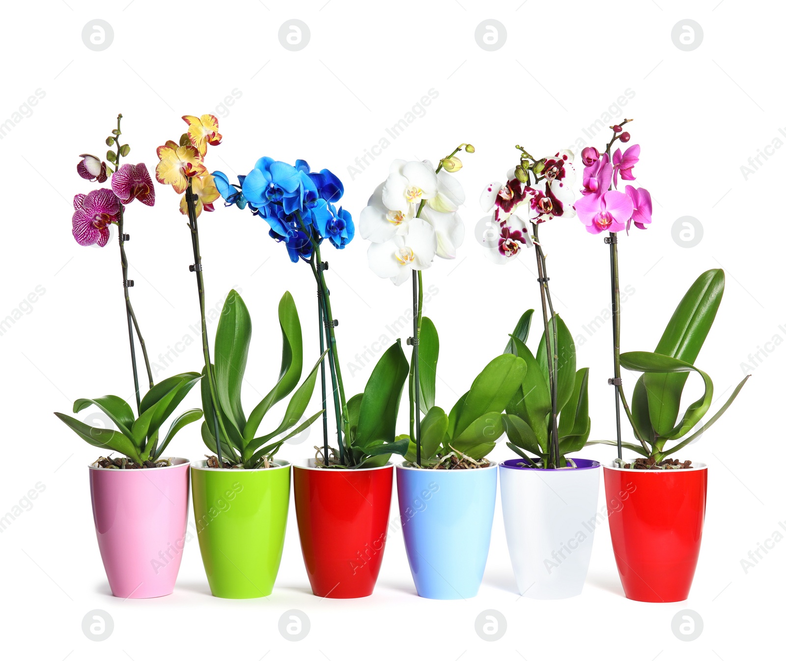 Photo of Beautiful tropical orchid flowers in pots on white background