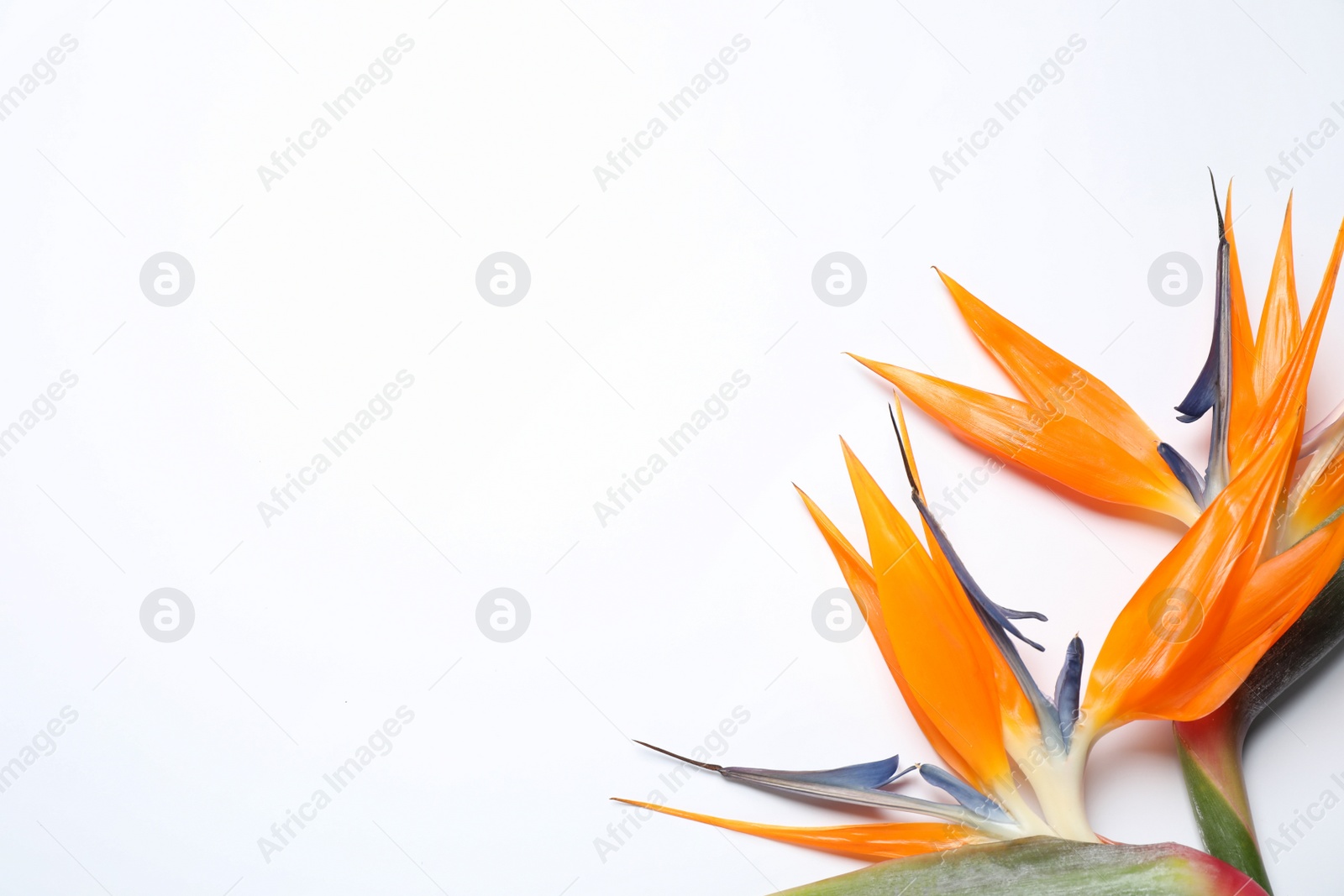 Photo of Bird of Paradise tropical flowers on white background, top view