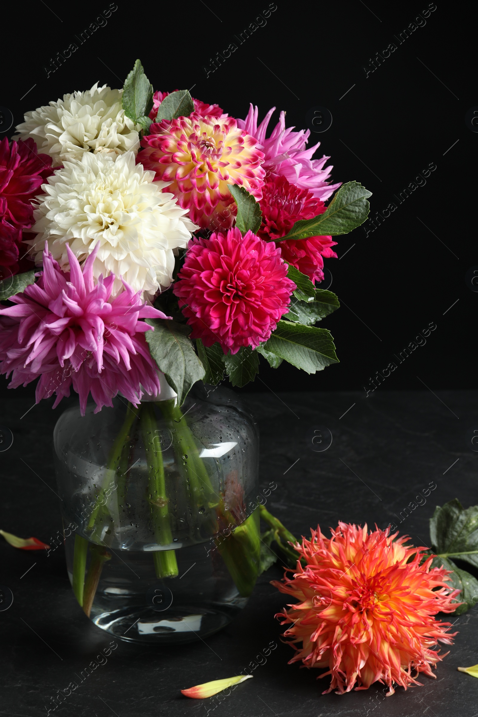 Photo of Beautiful dahlia flowers in vase on table against black background