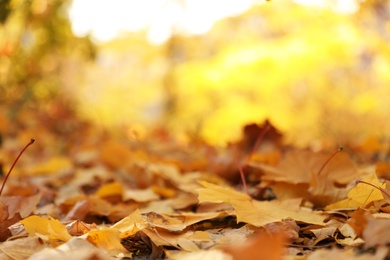 Photo of Golden leaves on ground in park, closeup. Autumn season