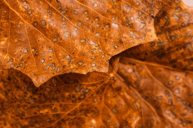 Photo of Texture of autumn leaves as background, closeup view