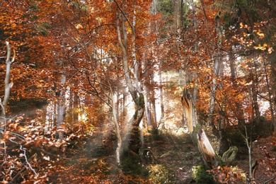 Beautiful landscape with autumn forest and fallen leaves on ground