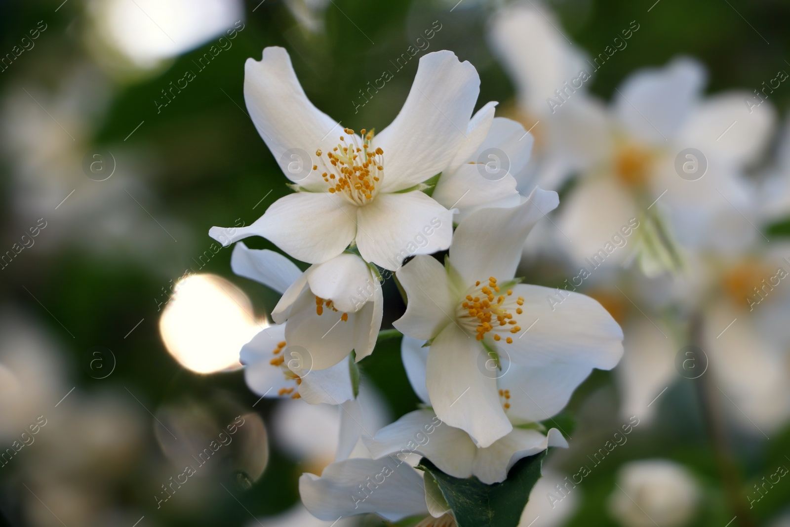 Photo of Closeup view of beautiful blooming white jasmine shrub outdoors