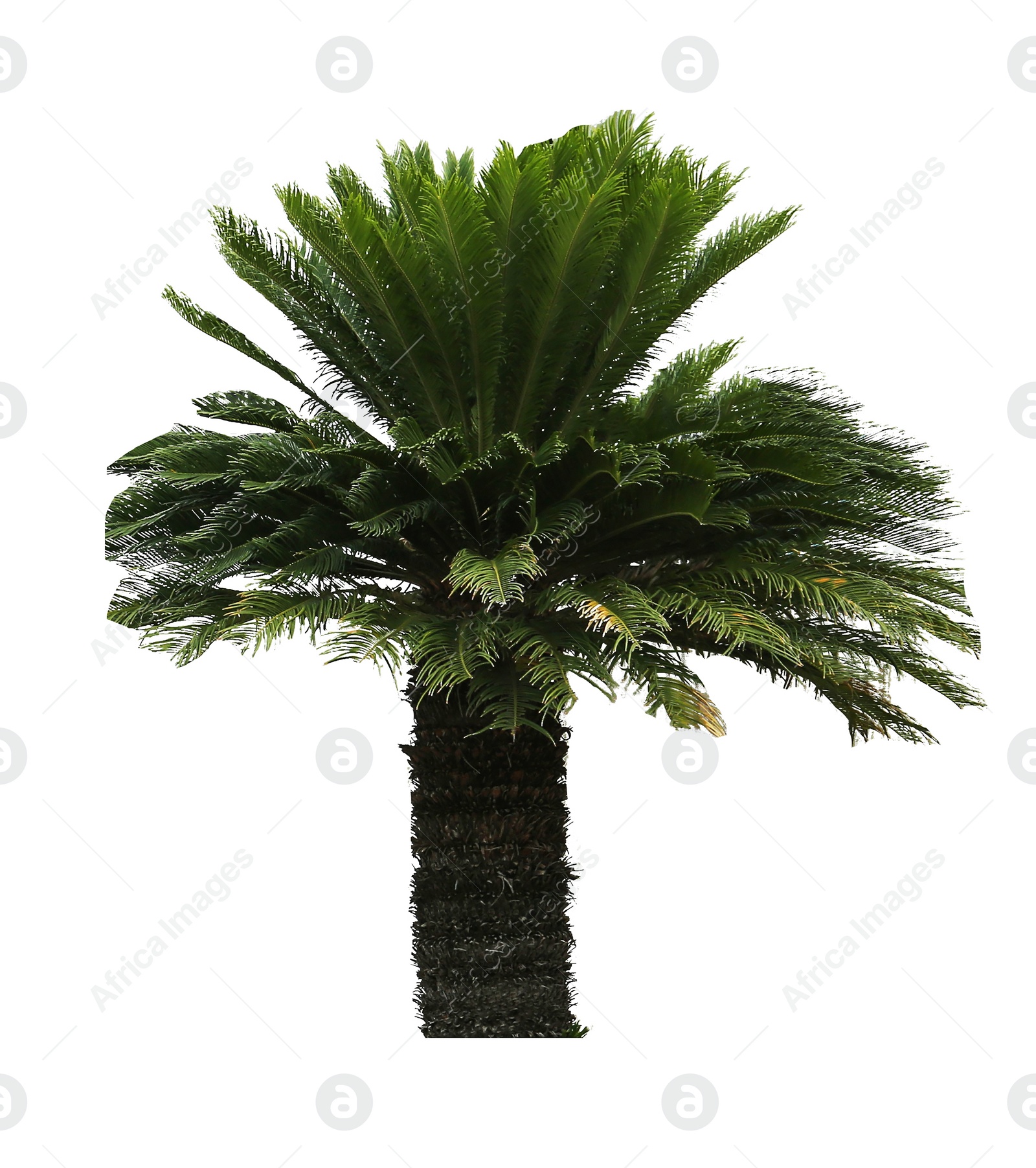 Image of Beautiful palm tree with green leaves isolated on white