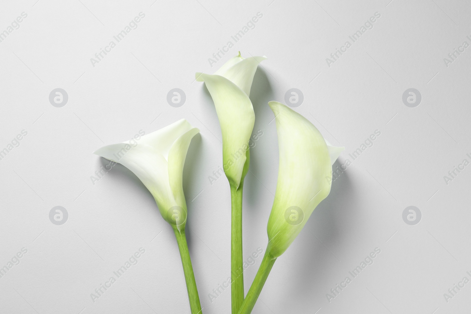 Photo of Beautiful calla lily flowers on white background, flat lay