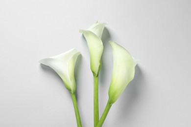 Photo of Beautiful calla lily flowers on white background, flat lay