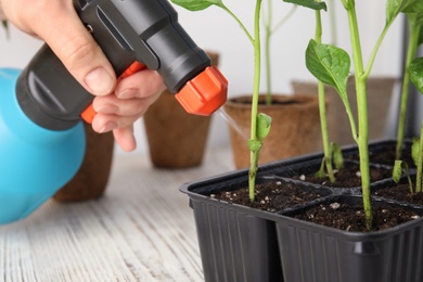 Woman spraying vegetable seedlings on wooden table, closeup