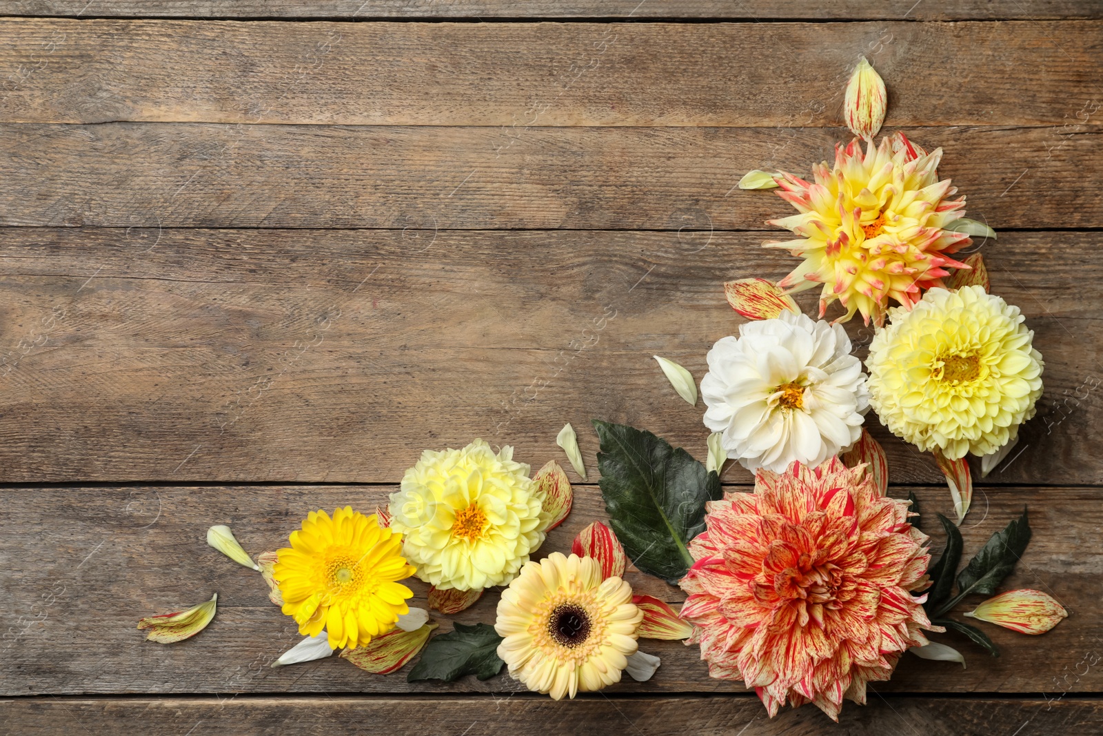 Photo of Flat lay composition with beautiful dahlia flowers on wooden background. Space for text