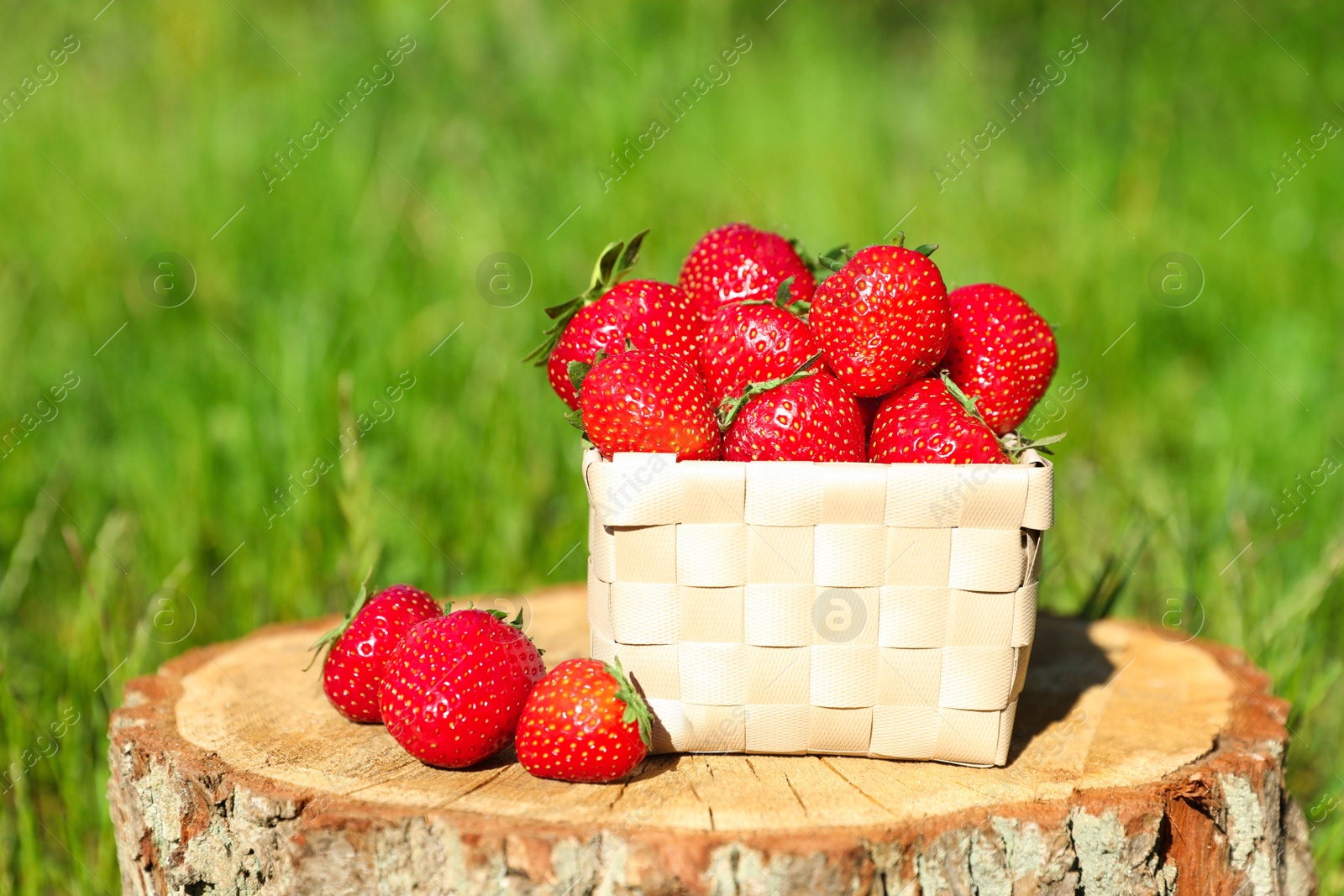 Photo of Basket and ripe strawberries on tree stump outdoors, closeup