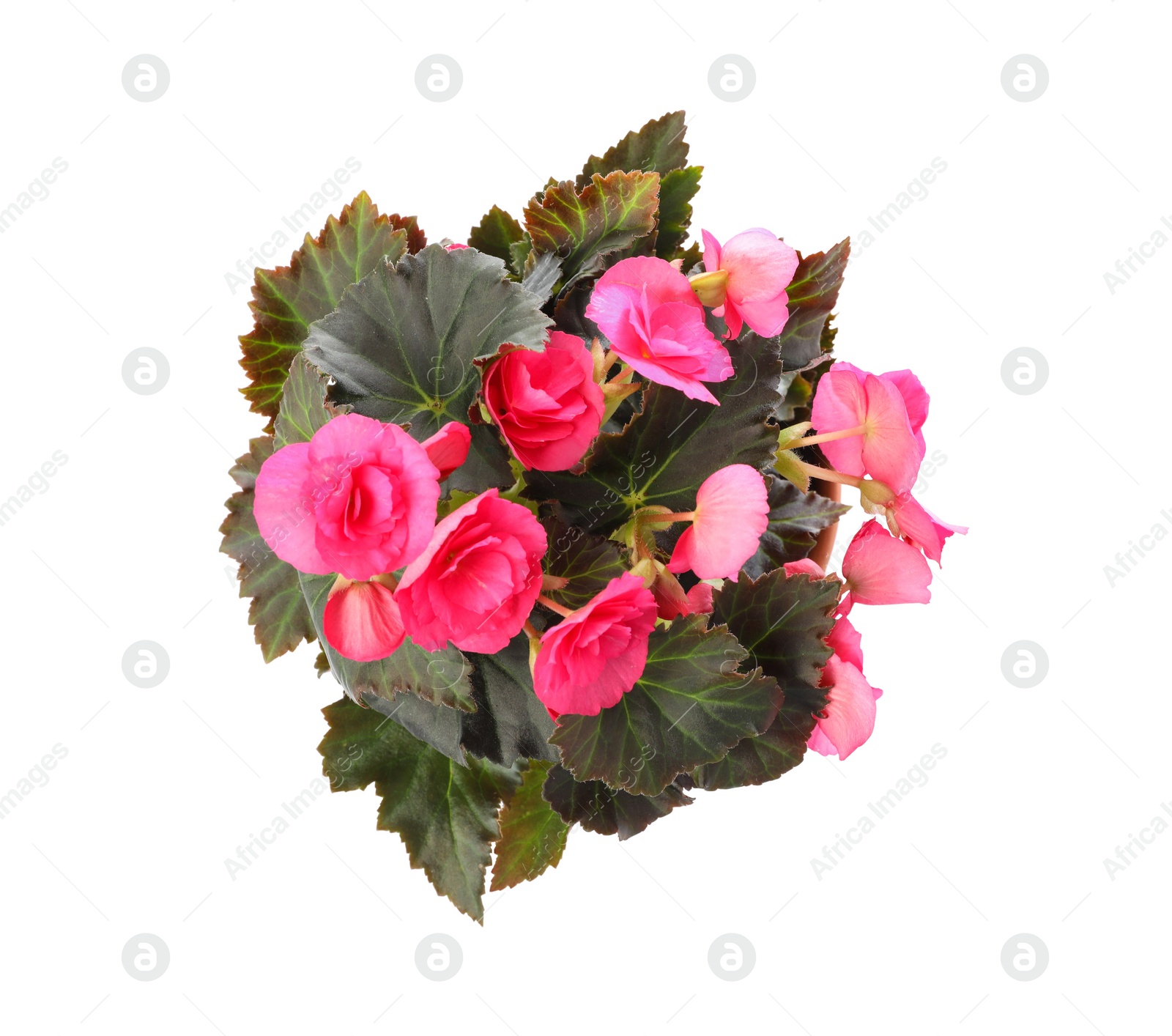 Photo of Beautiful blooming pelargonium flower in pot on white background, top view