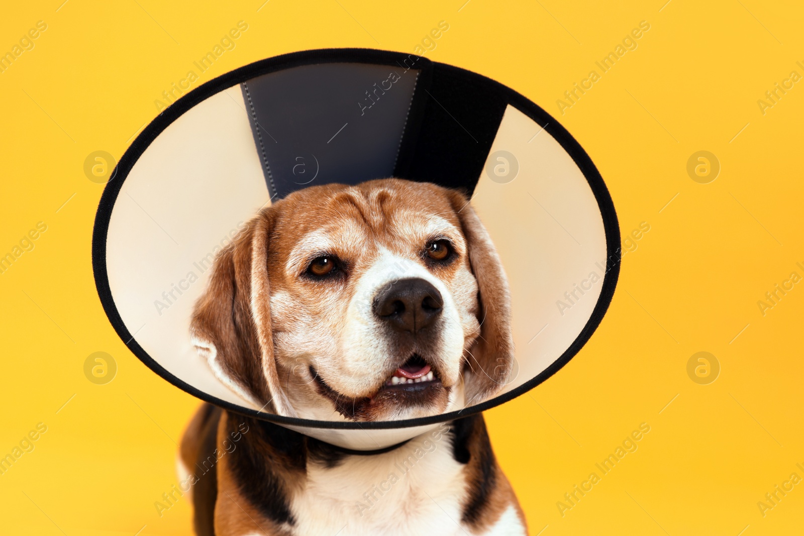 Photo of Adorable Beagle dog wearing medical plastic collar on orange background