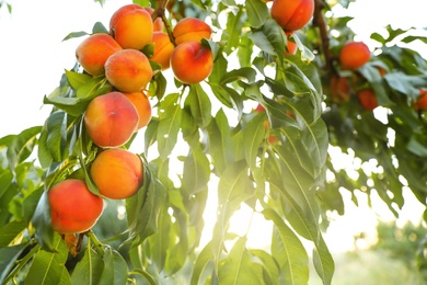 Fresh ripe peaches on tree in garden