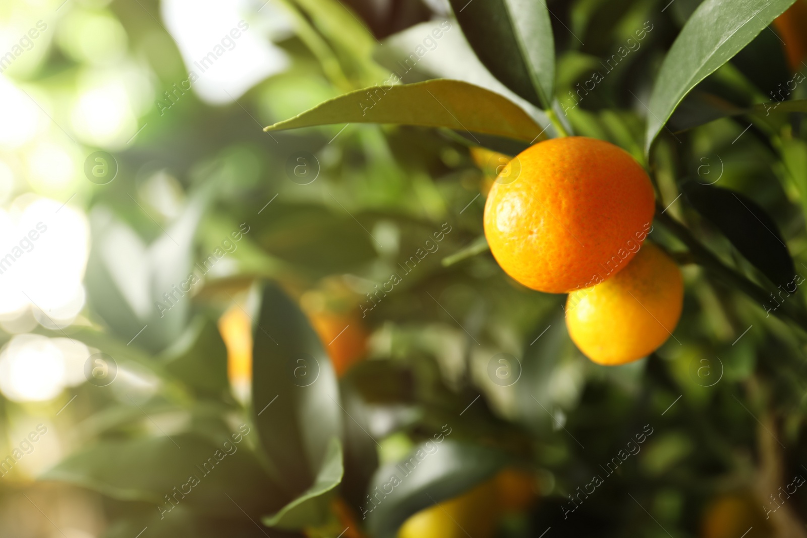 Photo of Kumquat tree with ripening fruits outdoors, closeup. Space for text