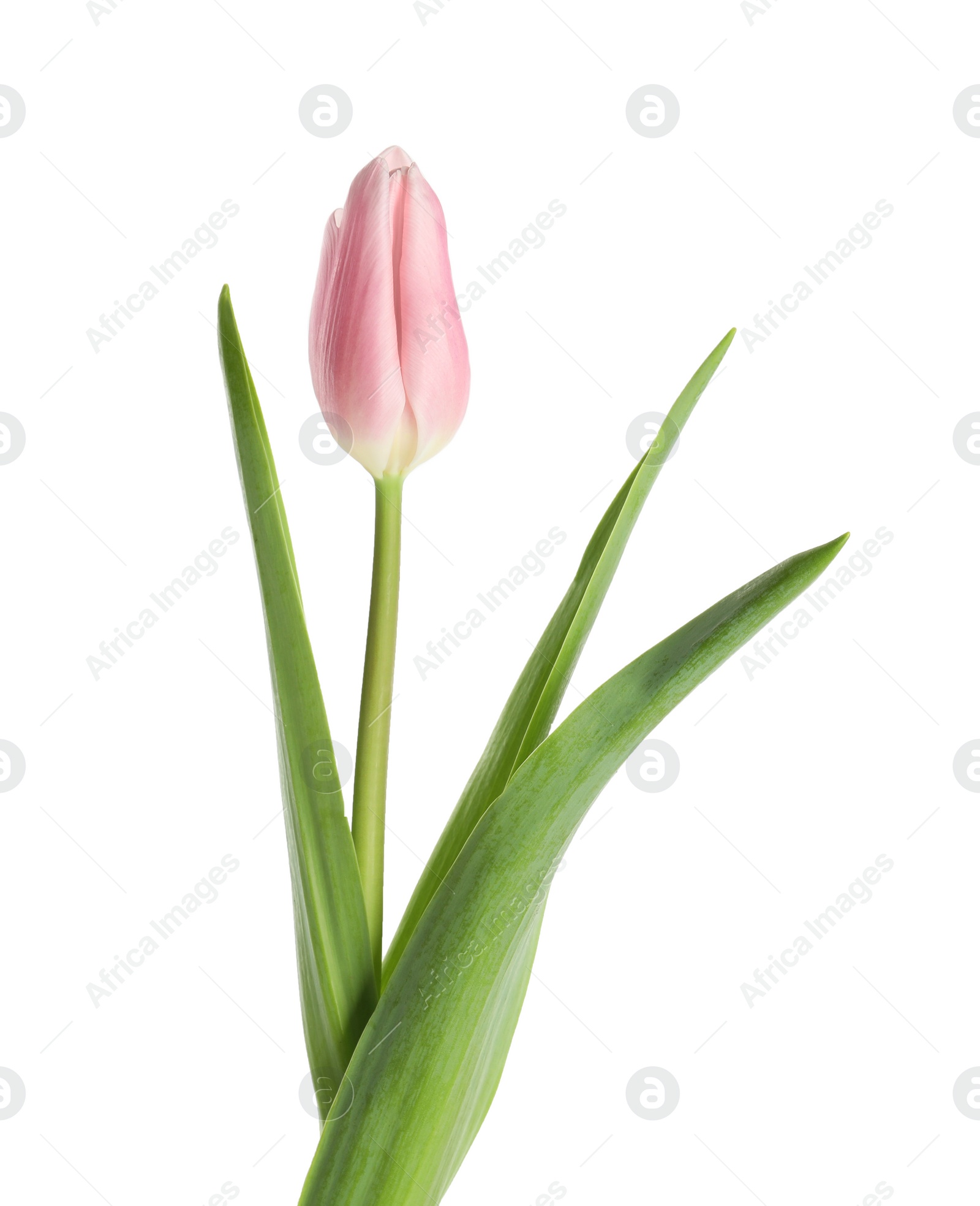 Photo of Beautiful pink spring tulip on white background