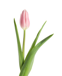 Beautiful pink spring tulip on white background