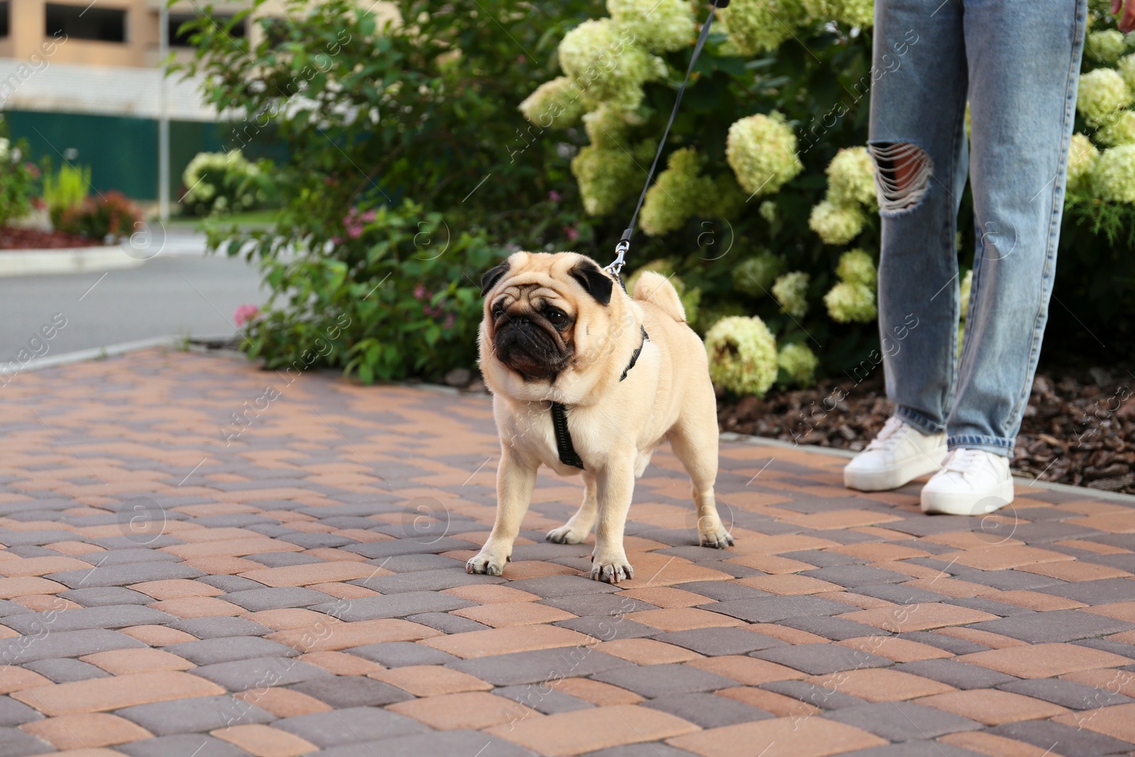 Photo of Woman walking with her cute pug outdoors, closeup