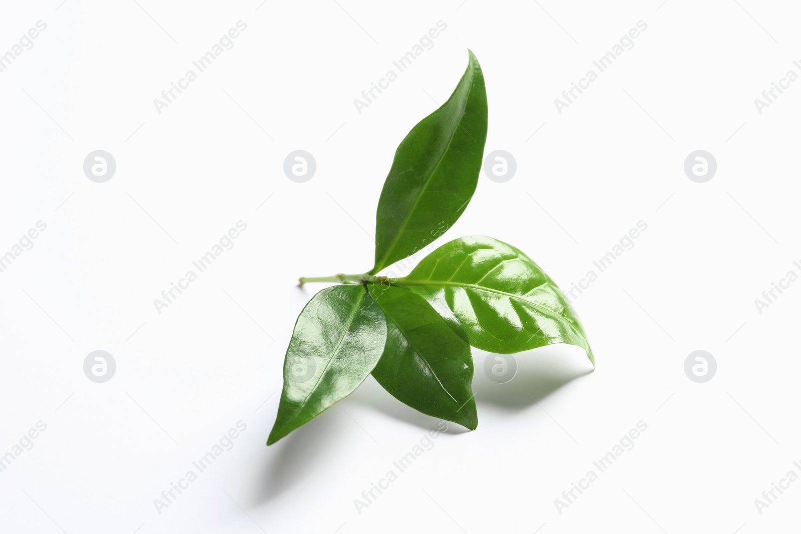 Photo of Fresh green coffee leaves isolated on white