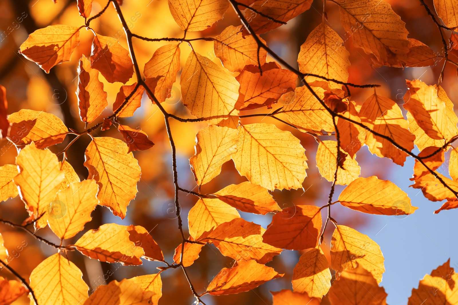 Image of Beautiful tree with orange autumn leaves outdoors on sunny day, closeup