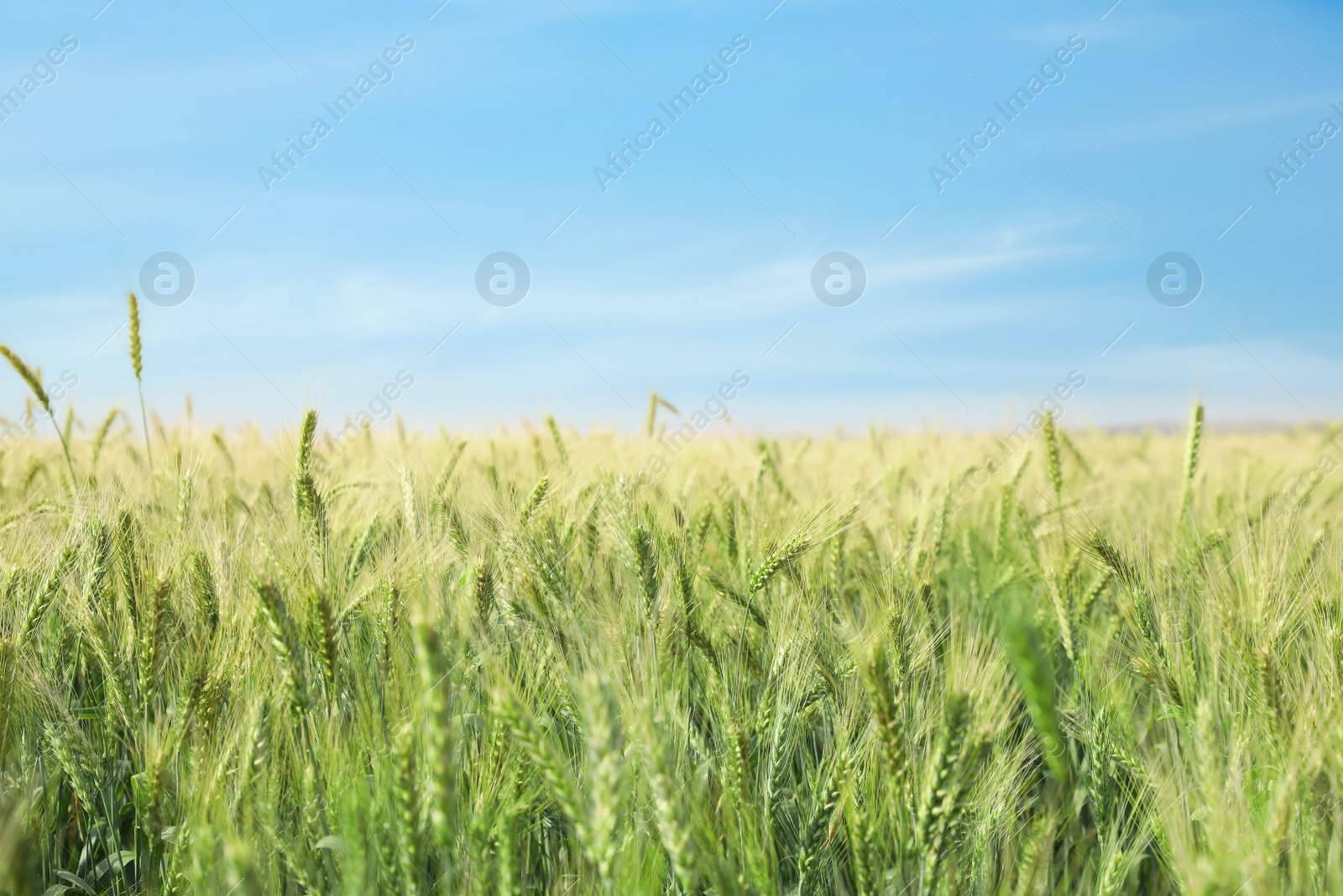 Photo of Beautiful agricultural field with ripening wheat crop