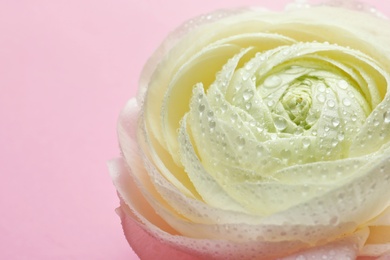 Photo of Beautiful ranunculus flower on color background, closeup