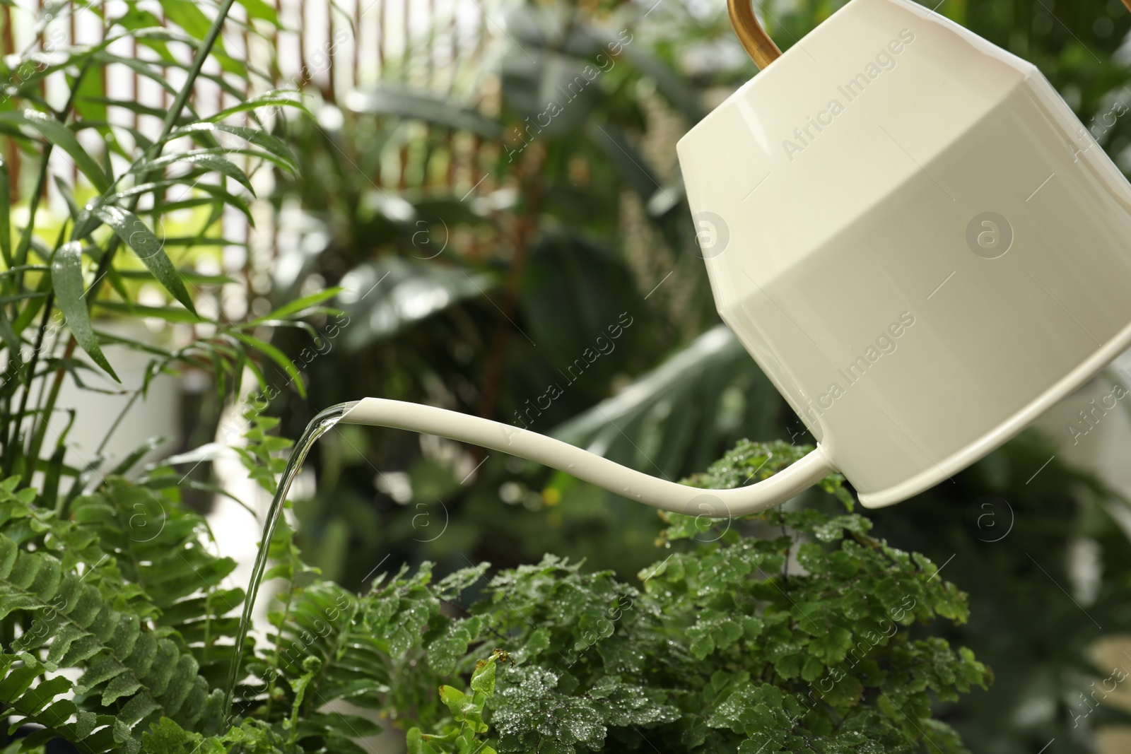 Photo of Watering beautiful house plant from can, closeup view