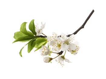 Beautiful fresh cherry blossoms isolated on white