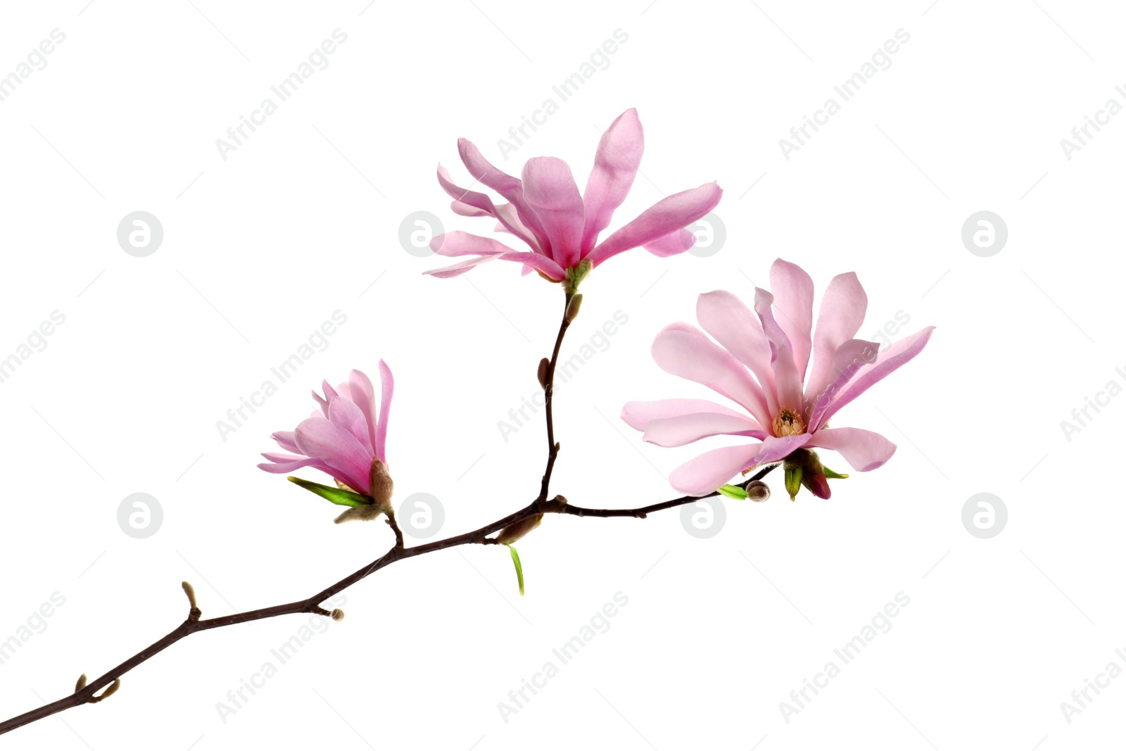 Photo of Magnolia tree branch with beautiful flowers isolated on white