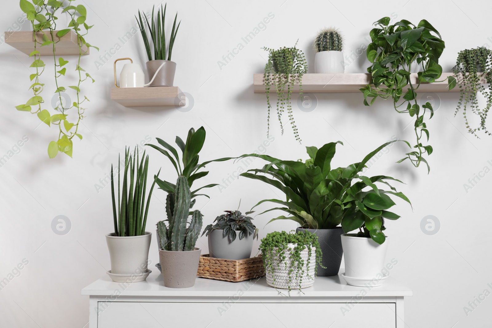 Photo of Green houseplants in pots and watering can near white wall