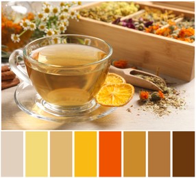 Image of Freshly brewed tea and dried herbs on white wooden table and color palette. Collage