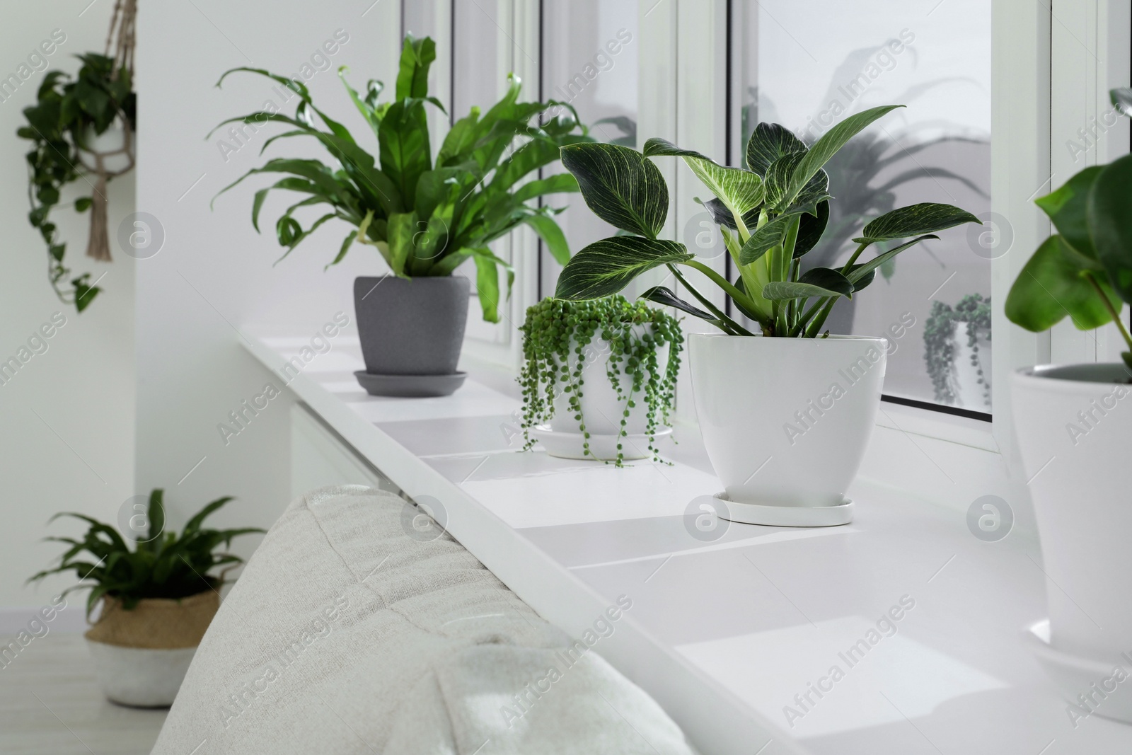 Photo of Many beautiful potted houseplants growing on windowsill indoors