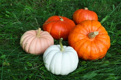 Photo of Many ripe pumpkins among green grass outdoors