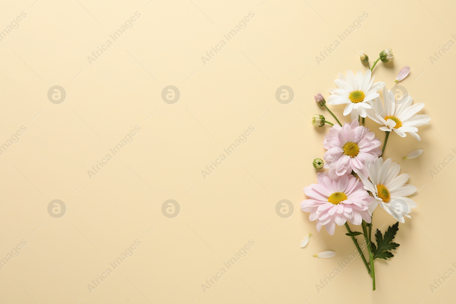 Photo of Beautiful chamomile flowers on color background, flat lay with space for text