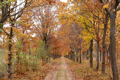 Photo of Beautiful view of park with trees and road on autumn day