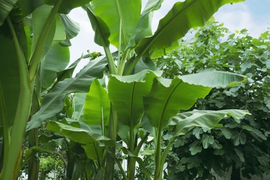 Photo of Fresh green banana plants growing outdoors. Tropical leaves