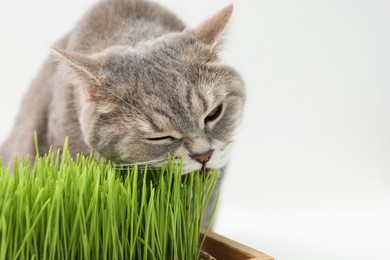 Cute cat eating fresh green grass on white background, closeup. Space for text
