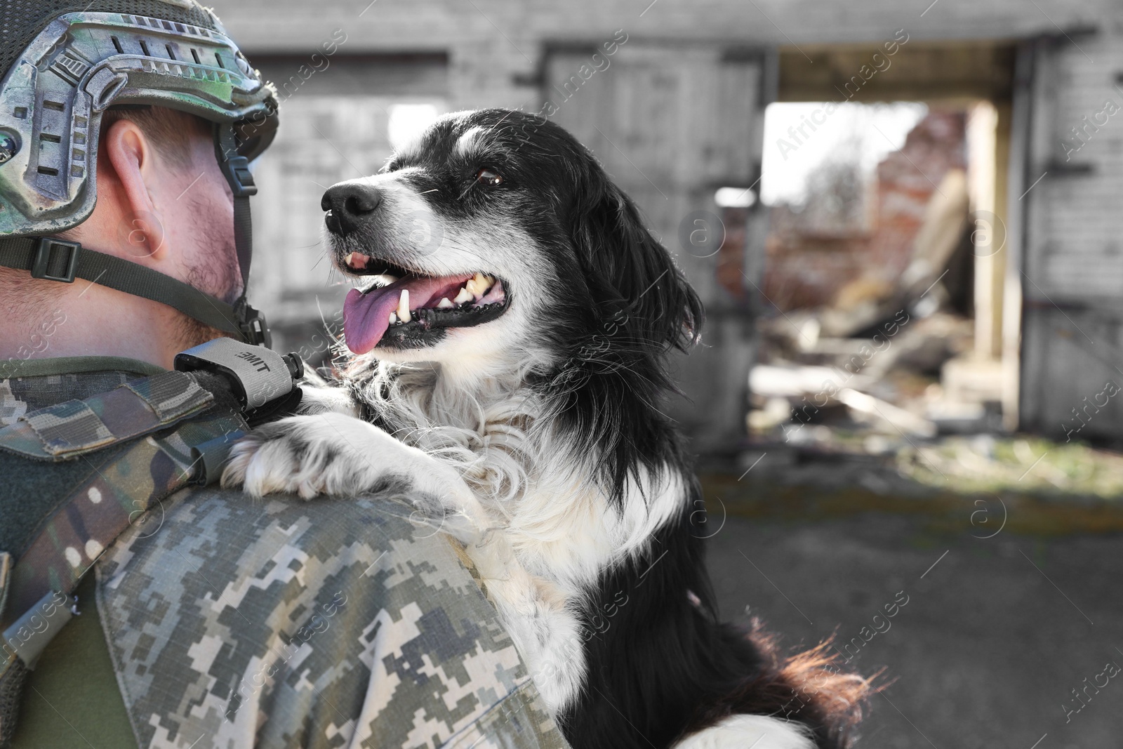 Photo of Ukrainian soldier rescuing stray dog outdoors, back view. Space for text