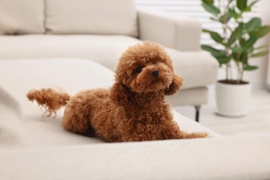 Photo of Cute Maltipoo dog resting on comfortable sofa at home. Lovely pet