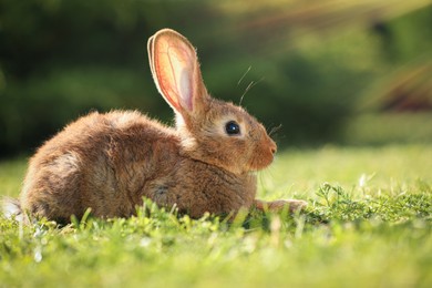 Cute fluffy rabbit on green grass outdoors. Space for text