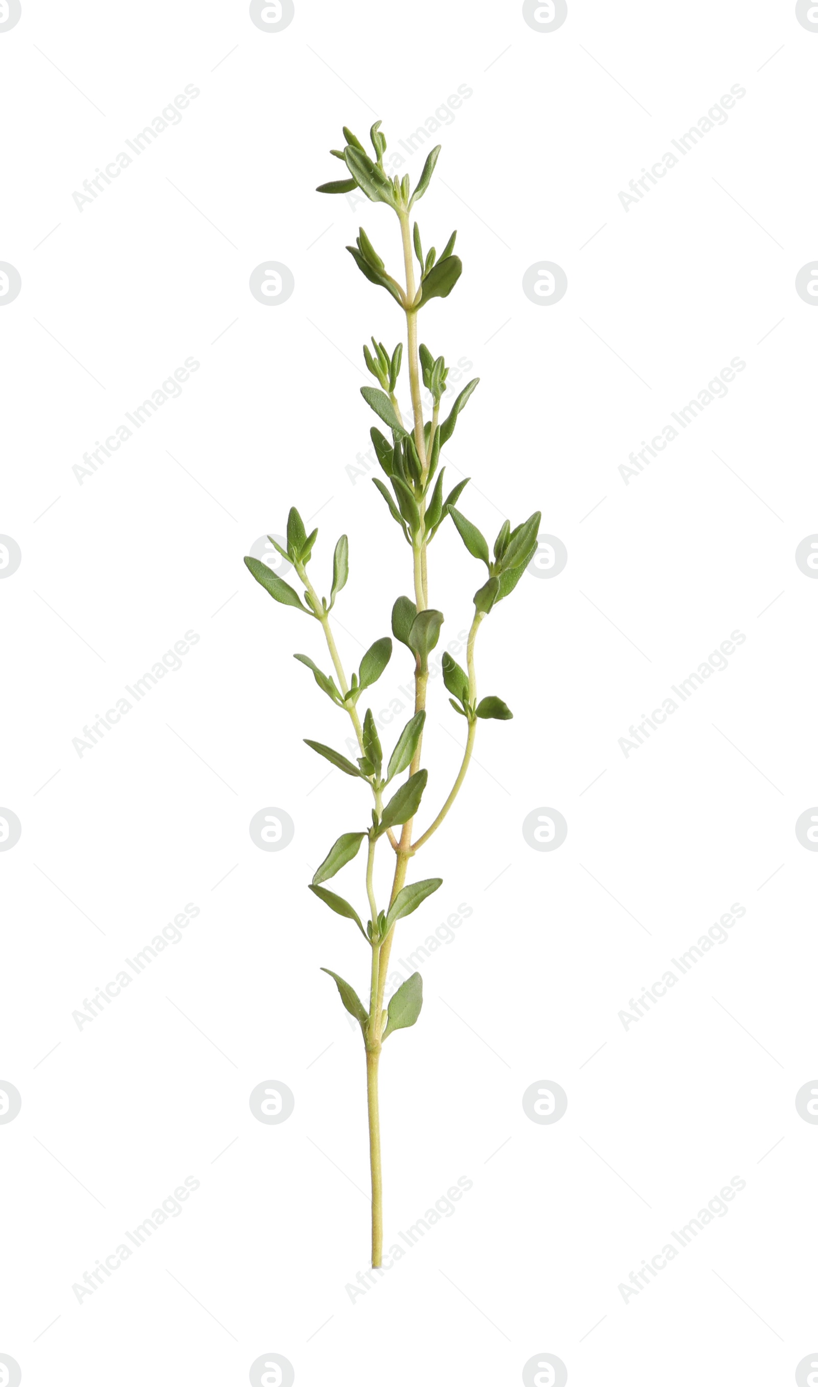 Photo of Aromatic thyme sprig on white background. Fresh herb