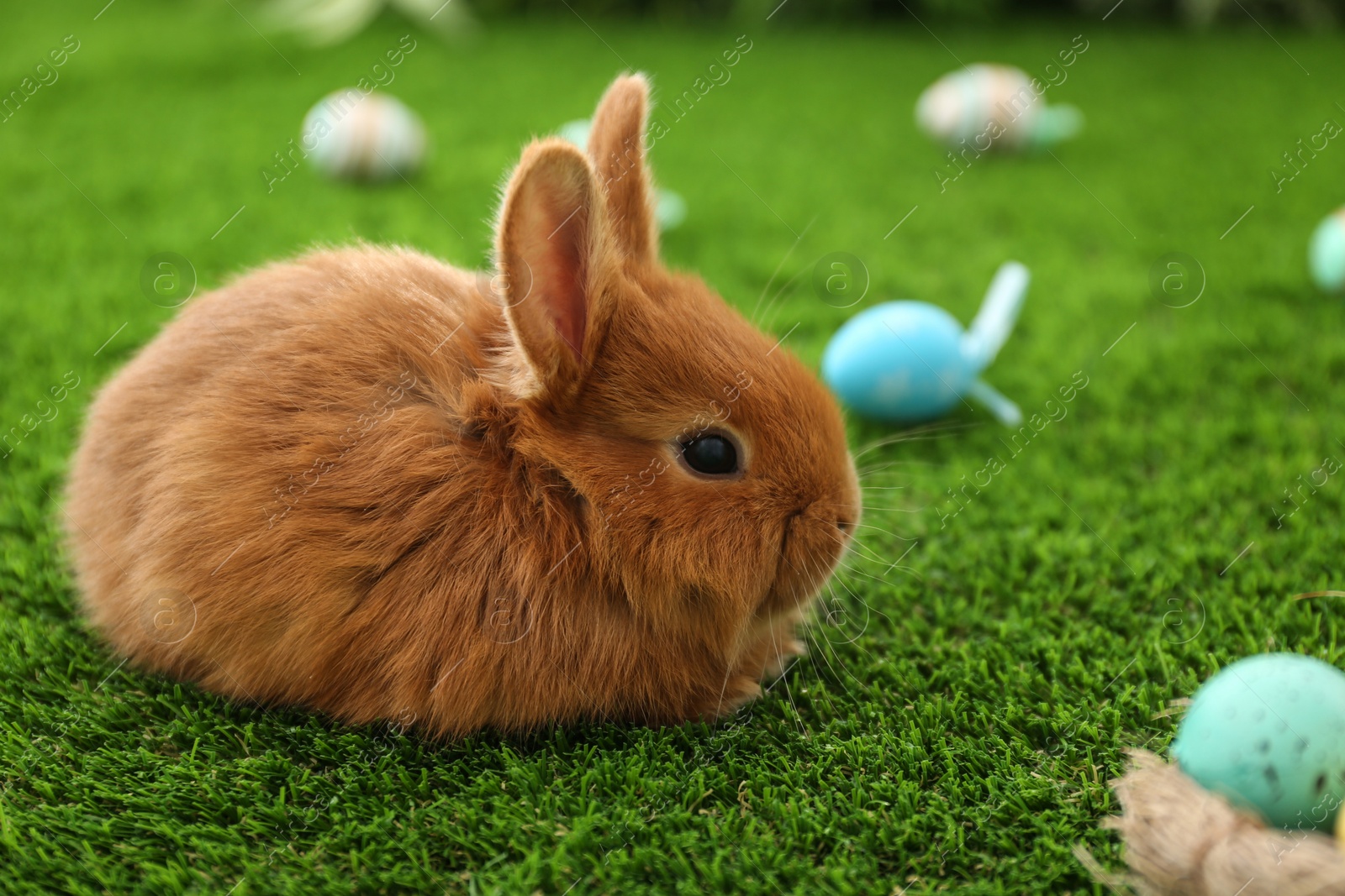 Photo of Adorable fluffy bunny and Easter eggs on green grass