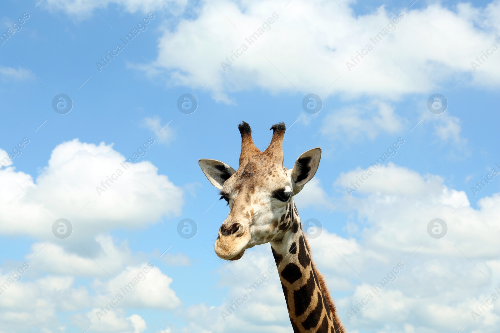 Photo of Beautiful spotted African giraffe against blue sky