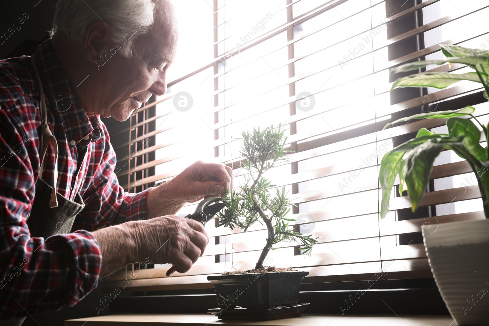 Photo of Senior man taking care of Japanese bonsai plant near window indoors. Creating zen atmosphere at home