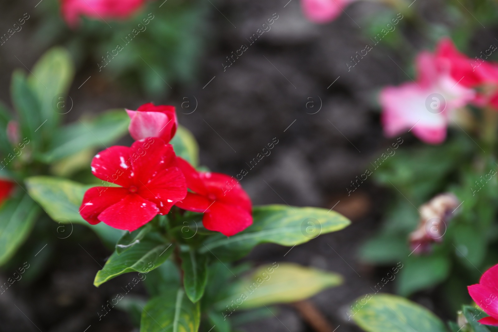 Photo of Beautiful garden flower outdoors, space for text. Amazing nature in summer