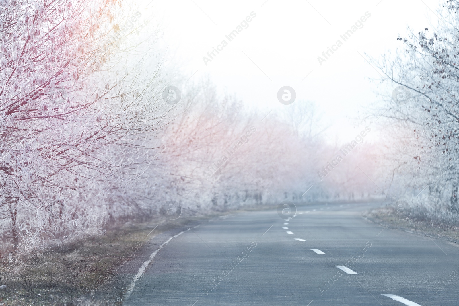 Photo of Empty road between trees covered with hoarfrost at rural site in early winter morning