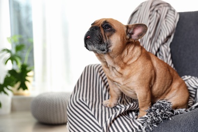 Funny French bulldog in armchair at home. Space for text